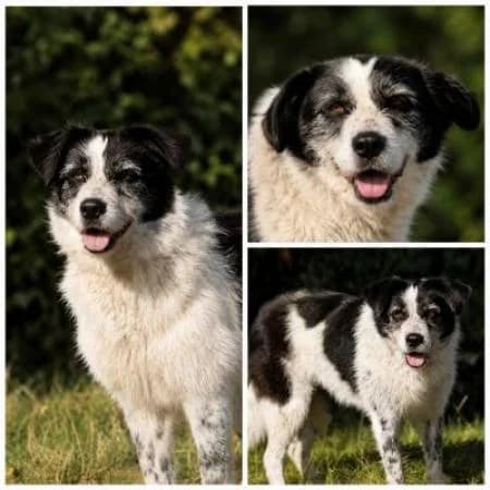 Sara, female 3yo mixed breed for adoption at Tierheim Wiesbaden, Wiesbaden
