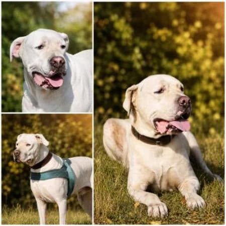 Ace, male 6yo mixed breed for adoption at Tierheim Wiesbaden, Wiesbaden