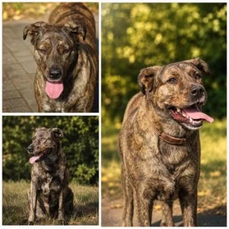 Angel, female 5yo Mixed Breed for adoption at Tierheim Wiesbaden, Wiesbaden