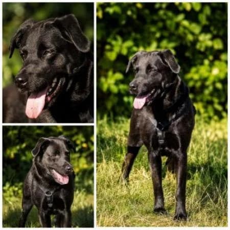 Tinka, female Labrador Retriever for adoption at Tierheim Wiesbaden, Wiesbaden