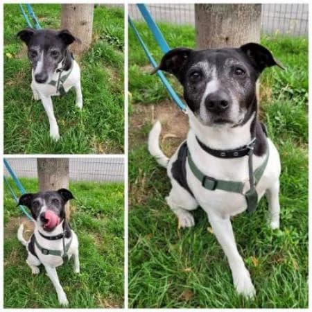 Micky, female Mixed Breed for adoption at Tierheim Wiesbaden, Wiesbaden