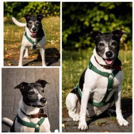 Micky, female Mixed Breed for adoption at Tierheim Wiesbaden, Wiesbaden