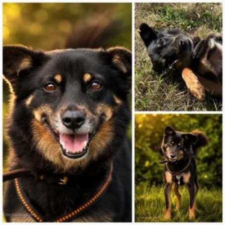 Yuma, male mixed breed for adoption at Tierheim Wiesbaden, Wiesbaden