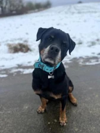 Senior sucht liebevolles Zuhause / Gnadenplatz, male senior Mixed Breed for adoption at Tierheim Wiesbaden, Wiesbaden