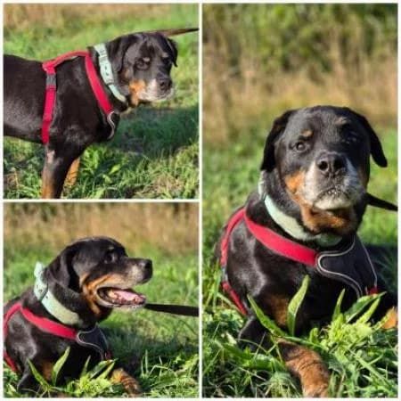 Donnie, male senior Rottweiler for adoption at Tierheim Wiesbaden, Wiesbaden
