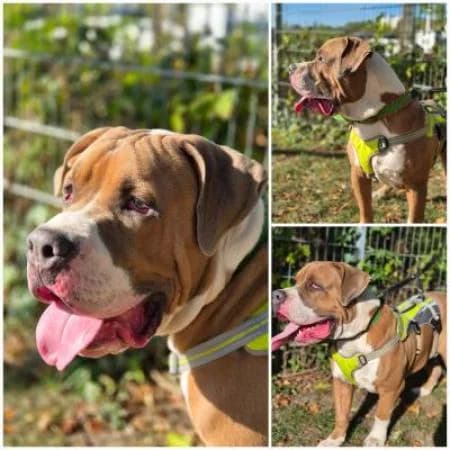 Gustav, male American Bully for adoption at Tierheim Wiesbaden, Wiesbaden