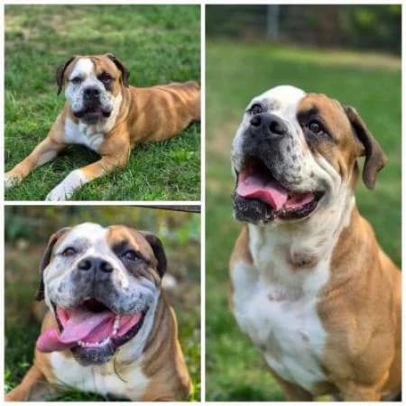 Mahoni, male English Bulldog for adoption at Tierheim Wiesbaden, Wiesbaden