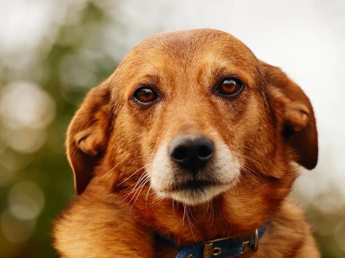 Donni, male senior Mixed Breed for adoption at Tierheim Wipperfürth, Wipperfürth