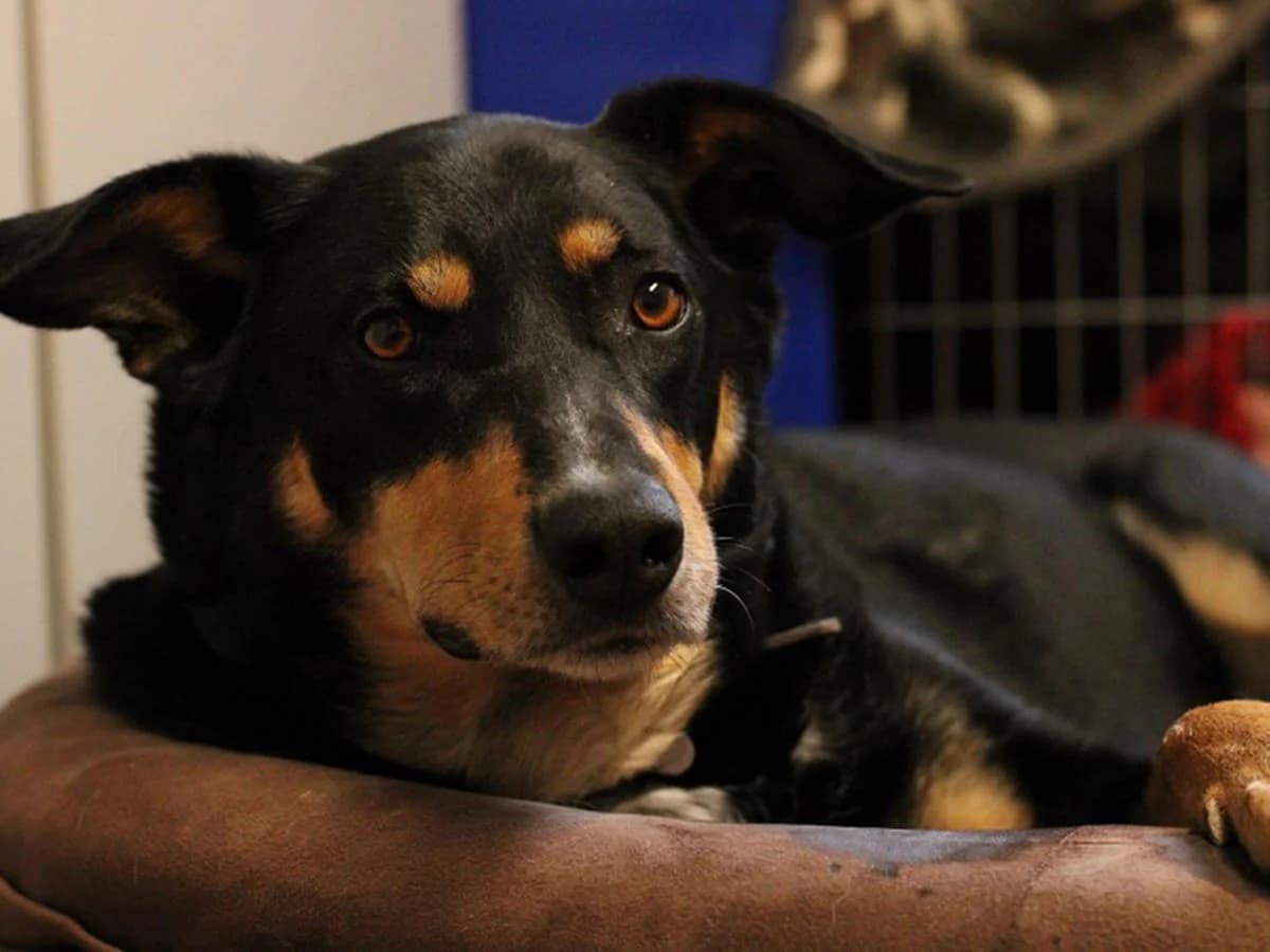 Unser Ben, senior Mixed Breed for adoption at Tierheim Wipperfürth, Wipperfürth