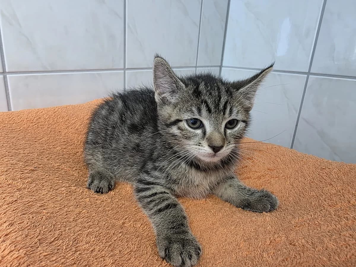 Unser Bernd, female puppy European Shorthair for adoption at Tierheim Wipperfürth, Wipperfürth