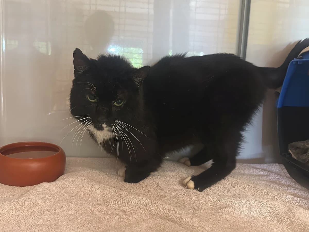 Unser Ferdinand, female 7yo European Shorthair for adoption at Tierheim Wipperfürth, Wipperfürth