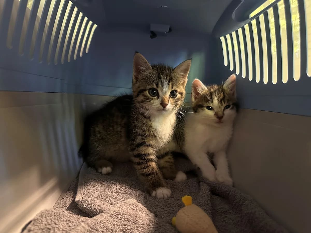 Unsere Kitten Fritz und Karl, female puppy European Shorthair for adoption at Tierheim Wipperfürth, Wipperfürth