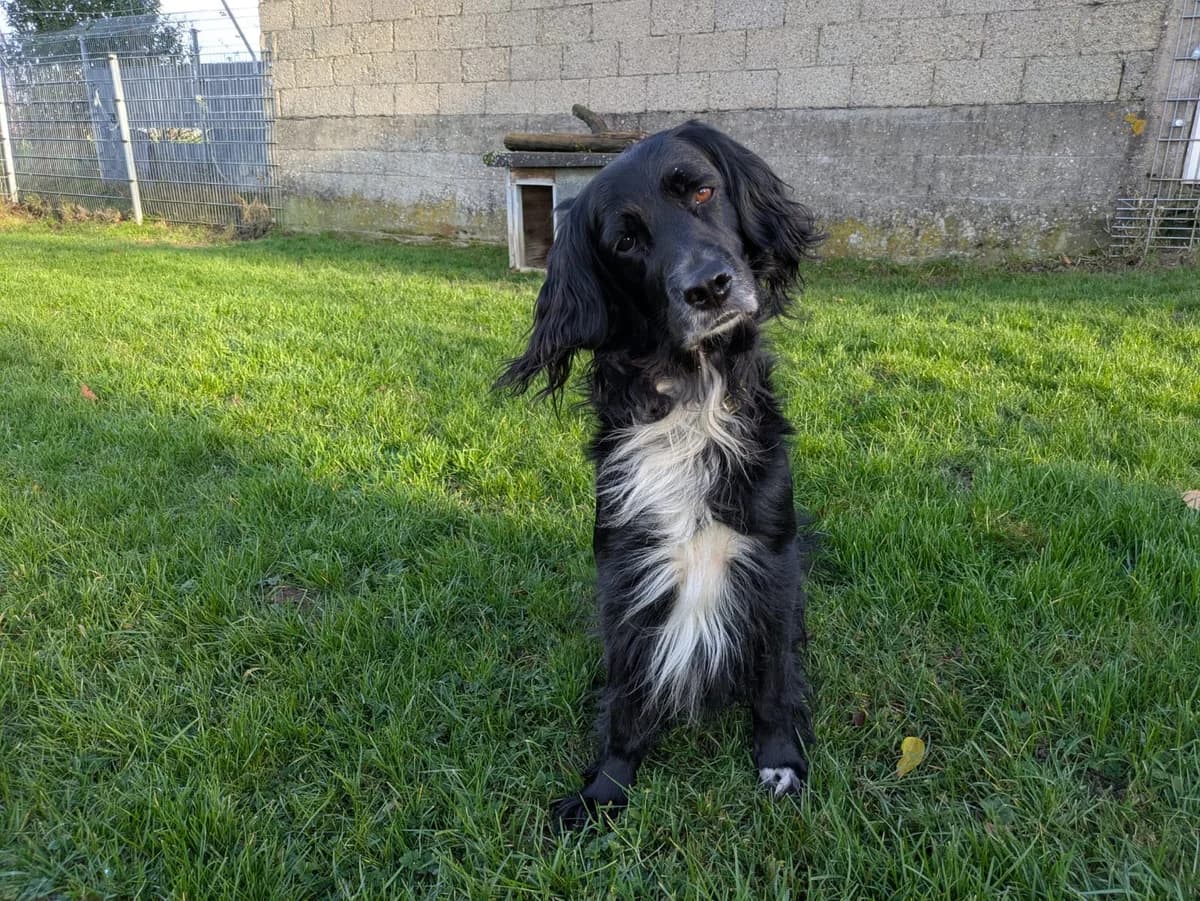 Unser Lino, male 7yo Mixed Breed for adoption at Tierheim Wipperfürth, Wipperfürth