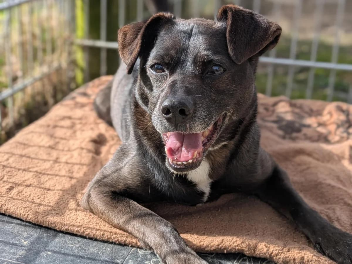 Unser Marley, senior Mixed Breed for adoption at Tierheim Wipperfürth, Wipperfürth