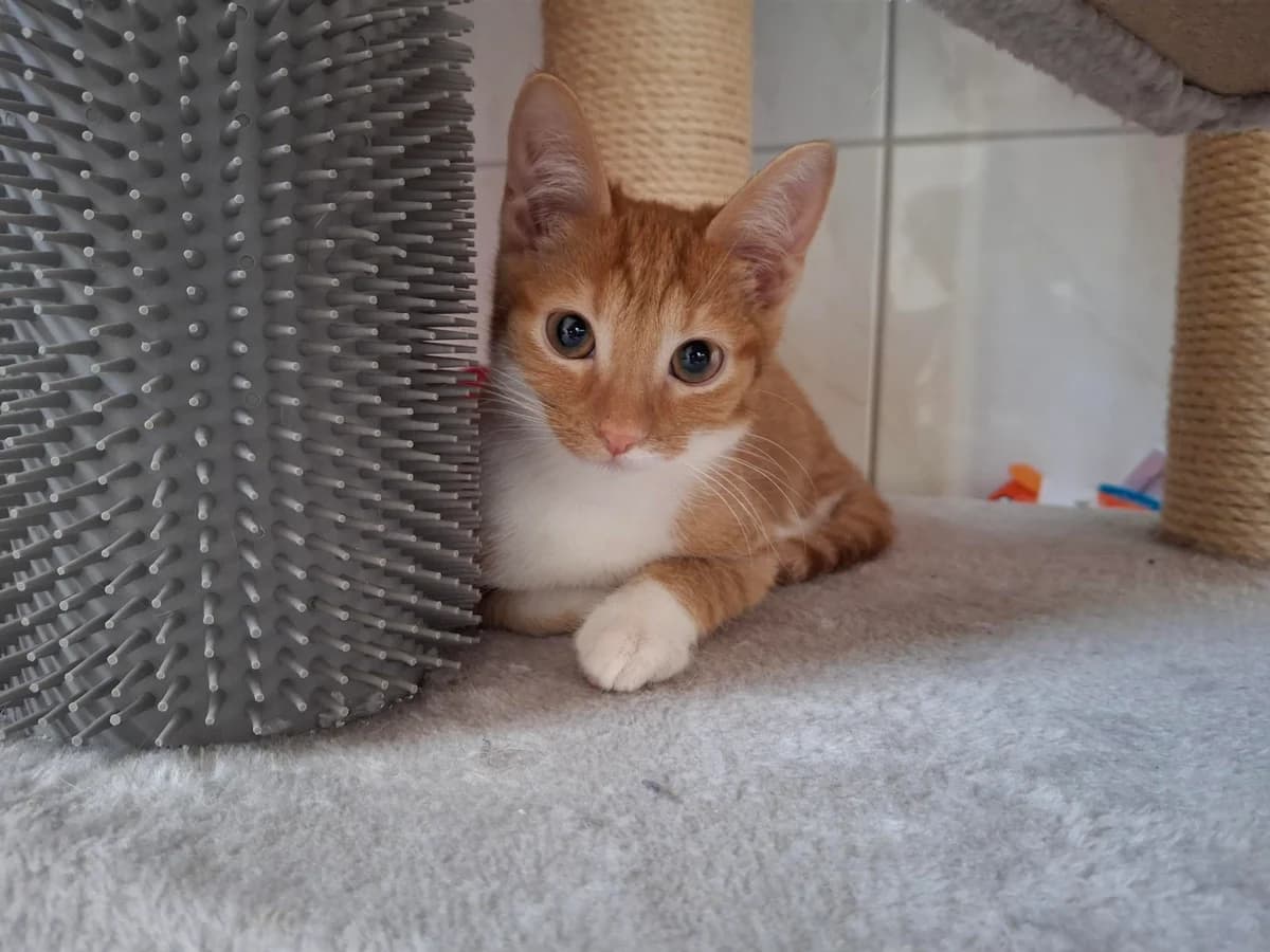 Unser Socke, female puppy European Shorthair for adoption at Tierheim Wipperfürth, Wipperfürth