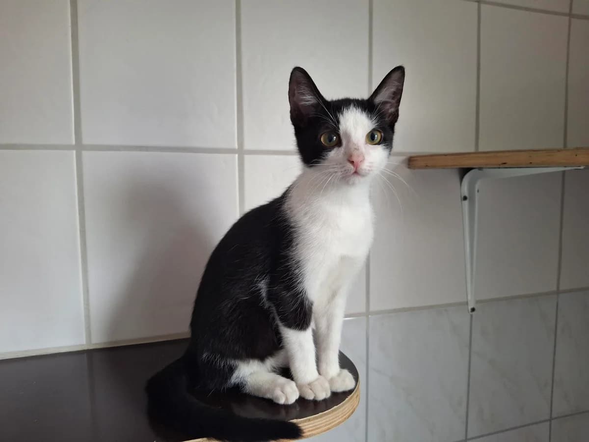 Unser Willi, female puppy European Shorthair for adoption at Tierheim Wipperfürth, Wipperfürth