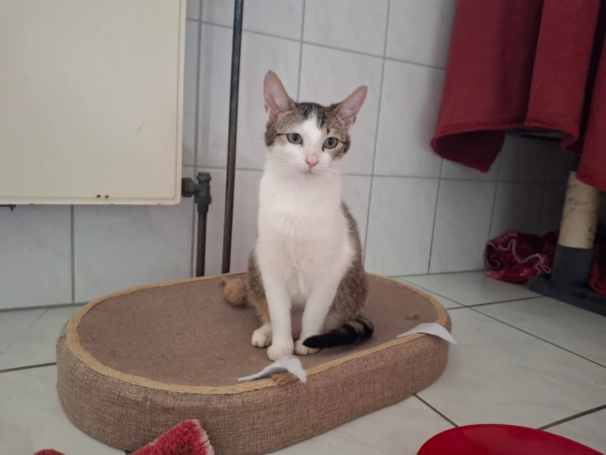 Unsere Alessa, female young European Shorthair for adoption at Tierheim Wipperfürth, Wipperfürth