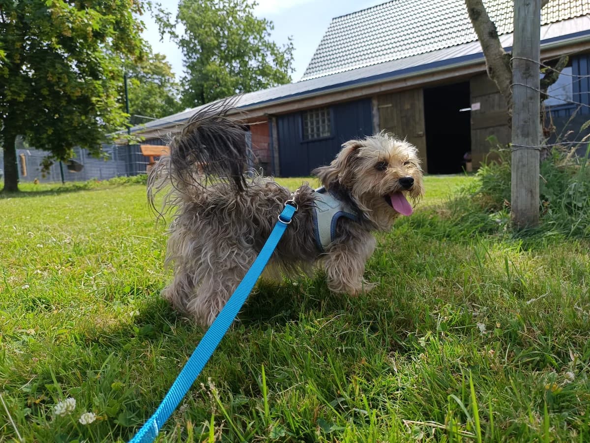 Unsere Amy, young Yorkshire Terrier for adoption at Tierheim Wipperfürth, Wipperfürth