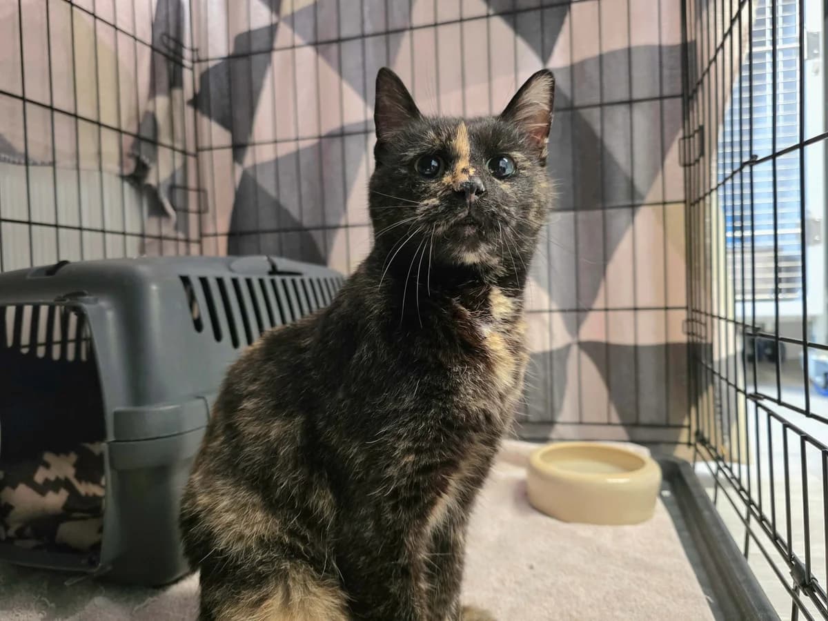 Unsere Bärbel, female 3yo European Shorthair for adoption at Tierheim Wipperfürth, Wipperfürth