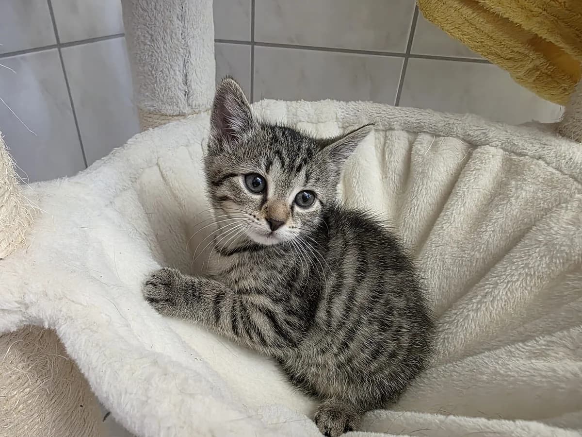 Unsere Barbera, female puppy European Shorthair for adoption at Tierheim Wipperfürth, Wipperfürth