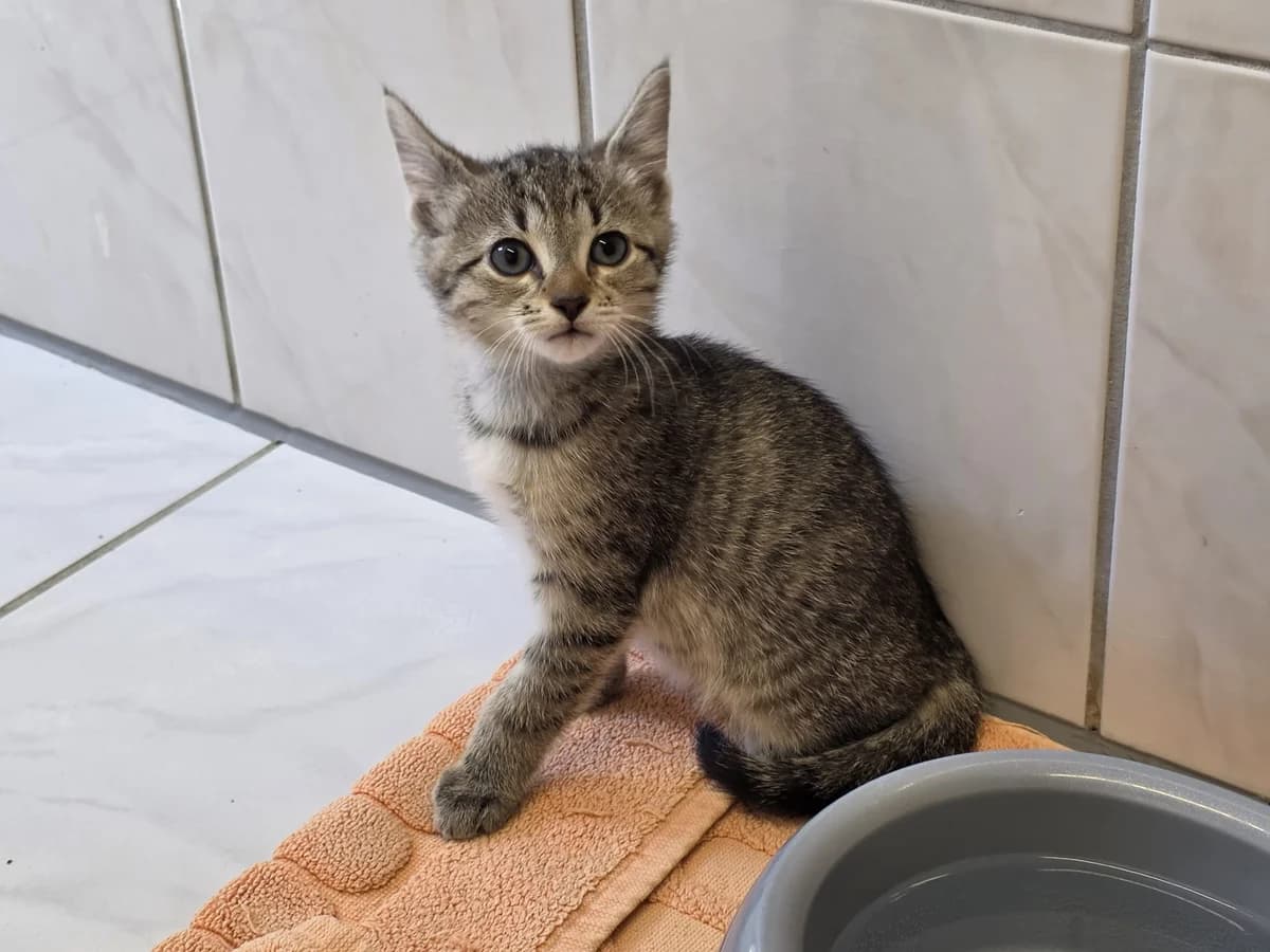 Unsere Beate, female puppy European Shorthair for adoption at Tierheim Wipperfürth, Wipperfürth