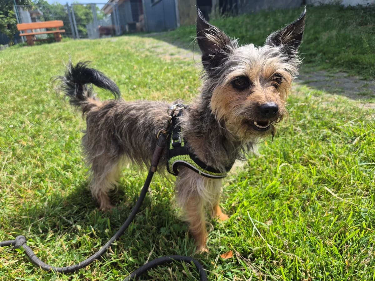 Unsere Bonny, 5yo Yorkshire Terrier for adoption at Tierheim Wipperfürth, Wipperfürth