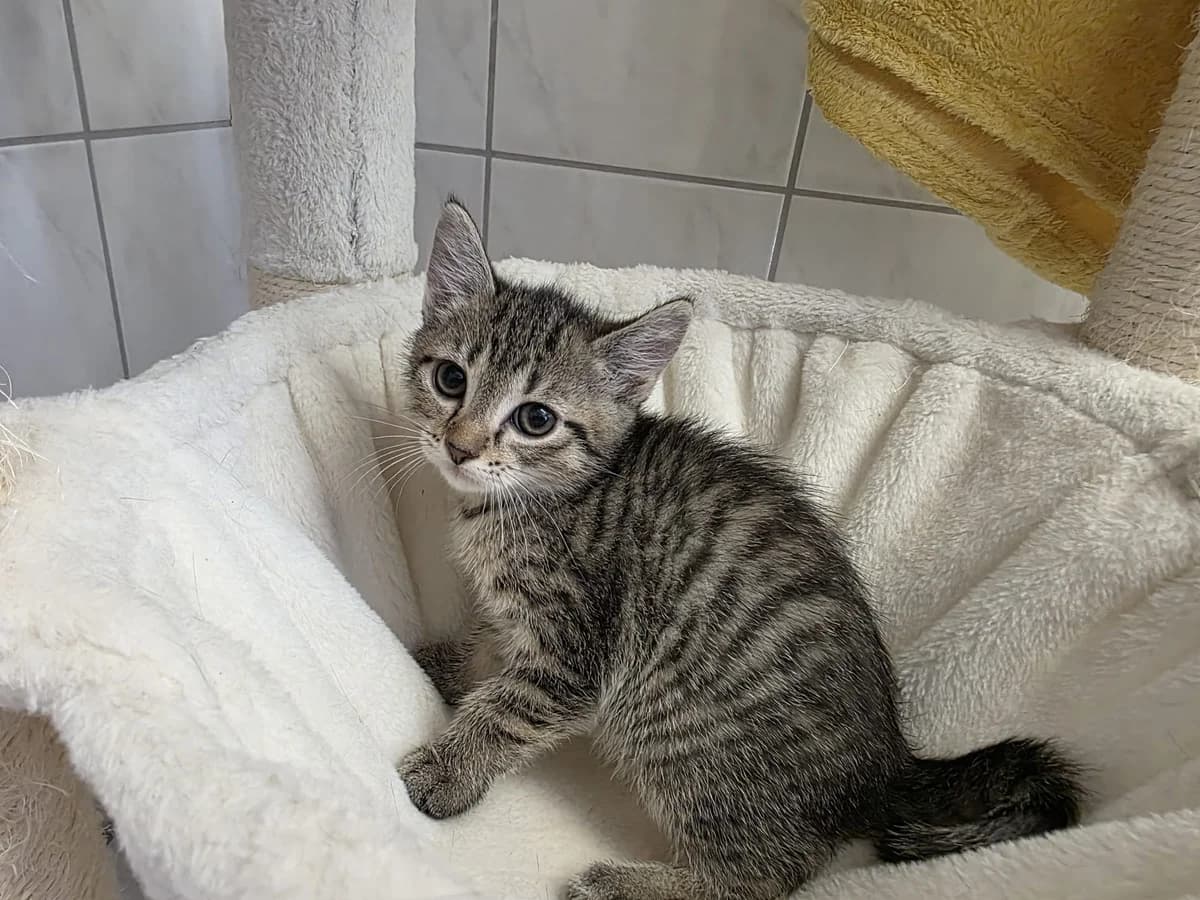 Unsere Britta, female puppy European Shorthair for adoption at Tierheim Wipperfürth, Wipperfürth