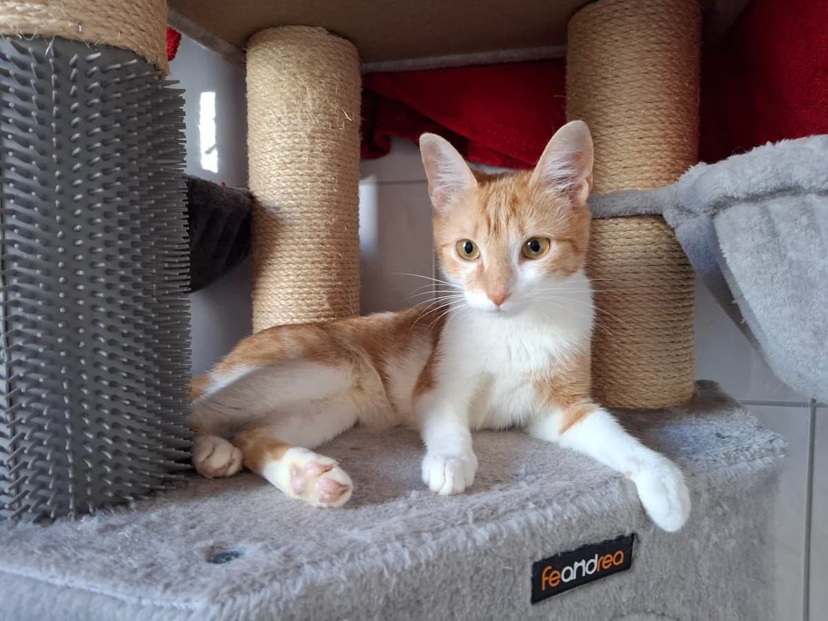 Unsere Caro, female young European Shorthair for adoption at Tierheim Wipperfürth, Wipperfürth