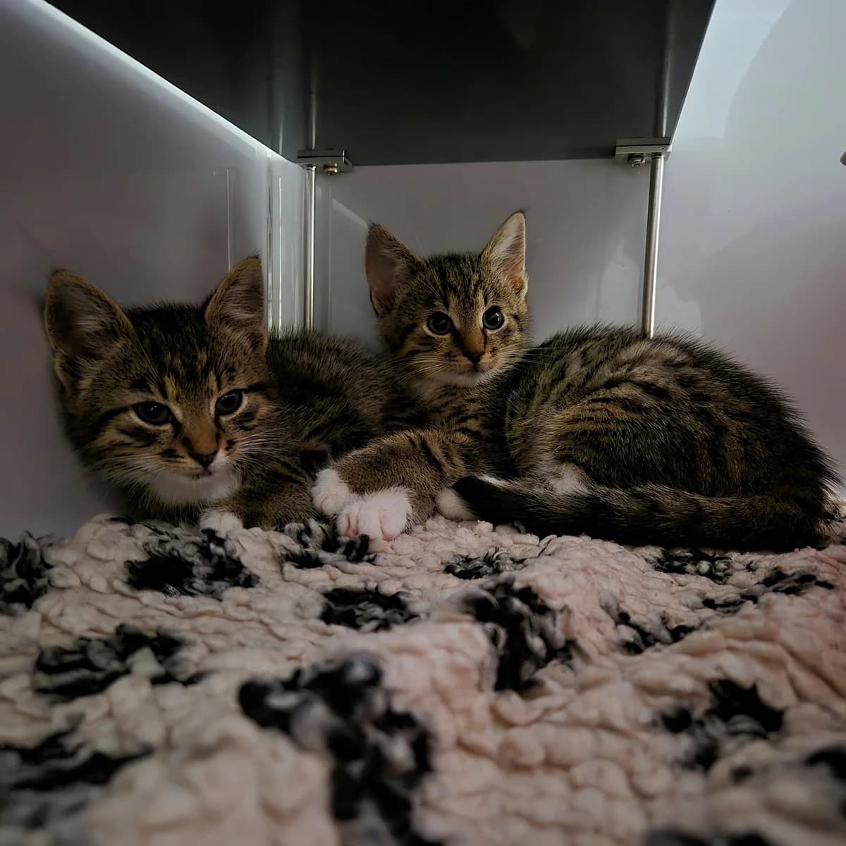 Unsere Chantal und Maurice, female puppy European Shorthair for adoption at Tierheim Wipperfürth, Wipperfürth
