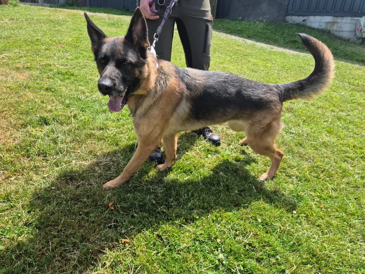 Unsere Gina, 4yo German Shepherd for adoption at Tierheim Wipperfürth, Wipperfürth