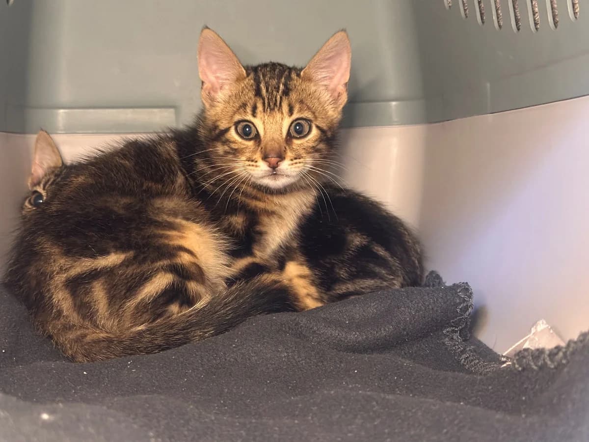 Unsere Helene und Hansi, female puppy European Shorthair for adoption at Tierheim Wipperfürth, Wipperfürth