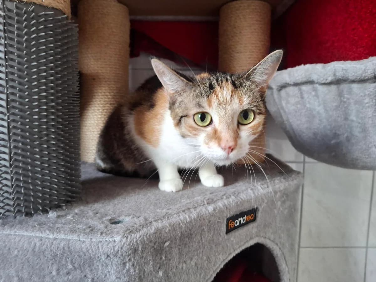 Unsere Lisa, female young European Shorthair for adoption at Tierheim Wipperfürth, Wipperfürth