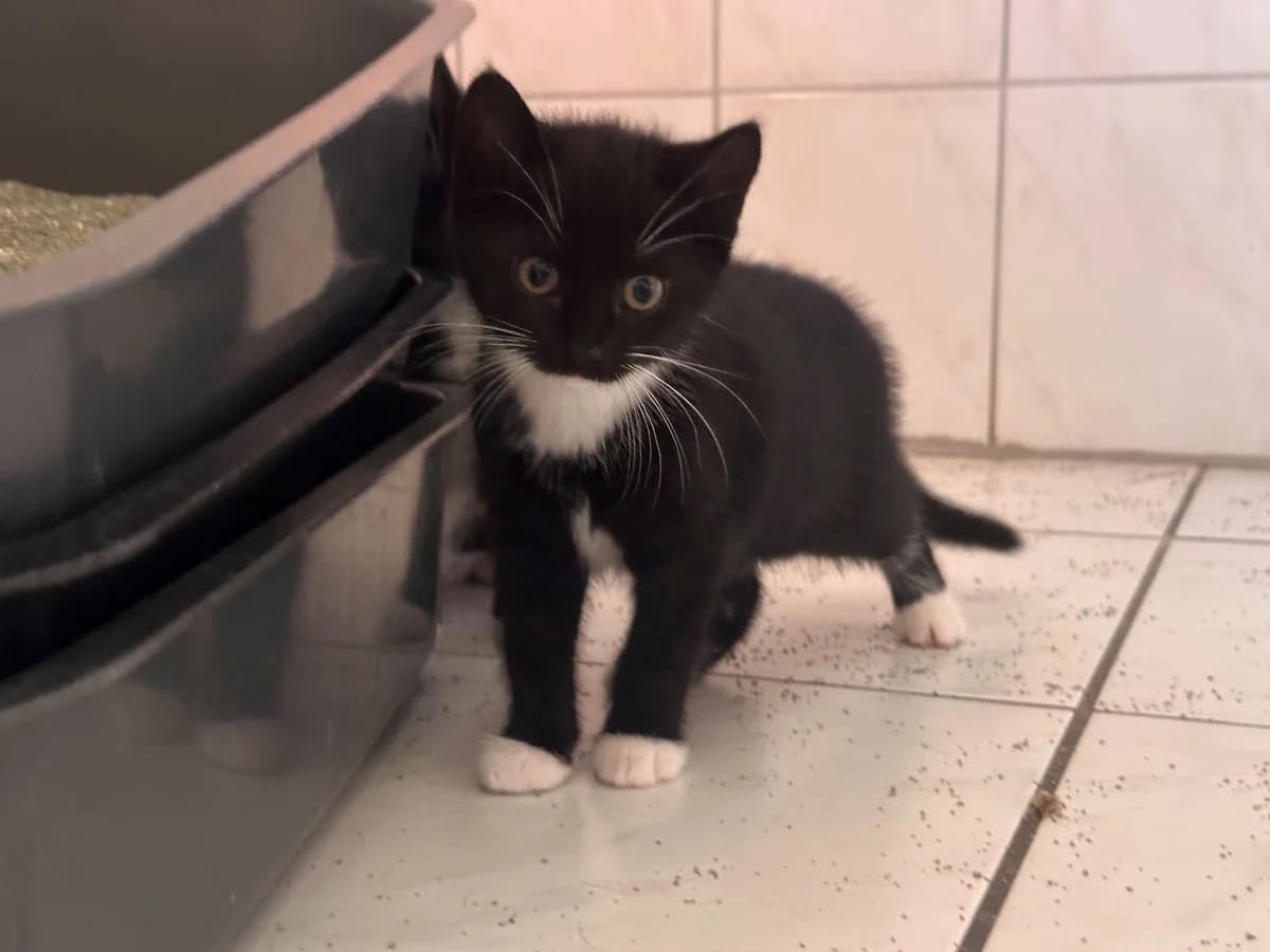 Unsere Madita, female puppy European Shorthair for adoption at Tierheim Wipperfürth, Wipperfürth
