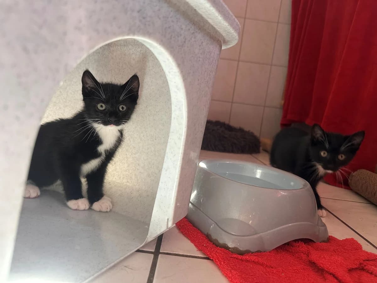 Unsere Marla, female puppy European Shorthair for adoption at Tierheim Wipperfürth, Wipperfürth