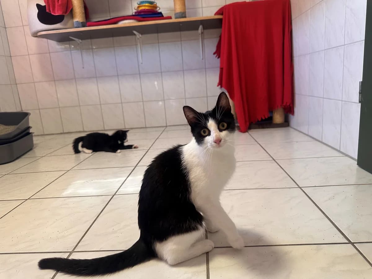 Unsere Martha, female 3yo European Shorthair for adoption at Tierheim Wipperfürth, Wipperfürth