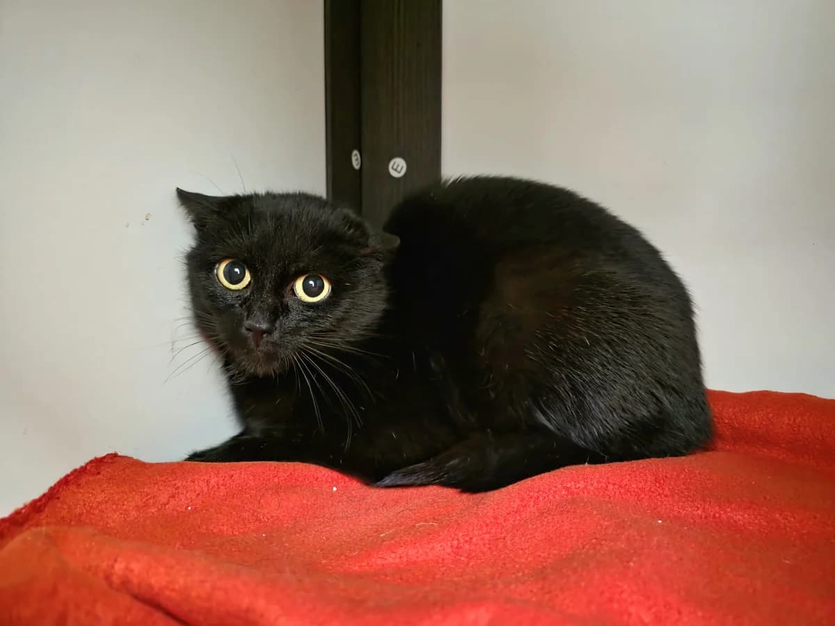 Unsere Mona, female young European Shorthair for adoption at Tierheim Wipperfürth, Wipperfürth