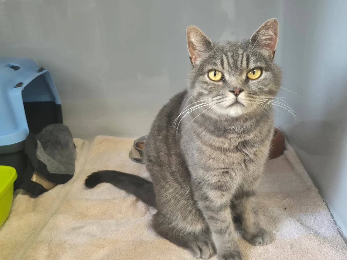 Unser Rocky, female 5yo British Shorthair for adoption at Tierheim Wipperfürth, Wipperfürth