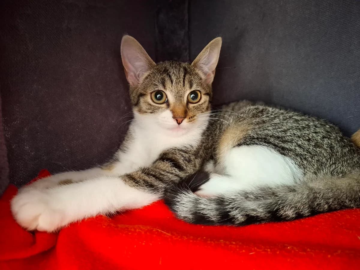 Unsere Sonja, female puppy European Shorthair for adoption at Tierheim Wipperfürth, Wipperfürth