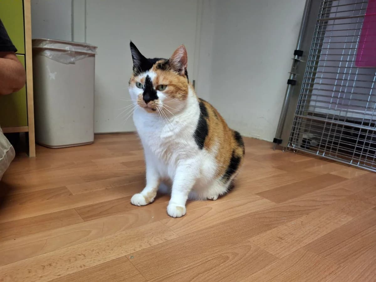 Unsere Stella, female senior European Shorthair for adoption at Tierheim Wipperfürth, Wipperfürth