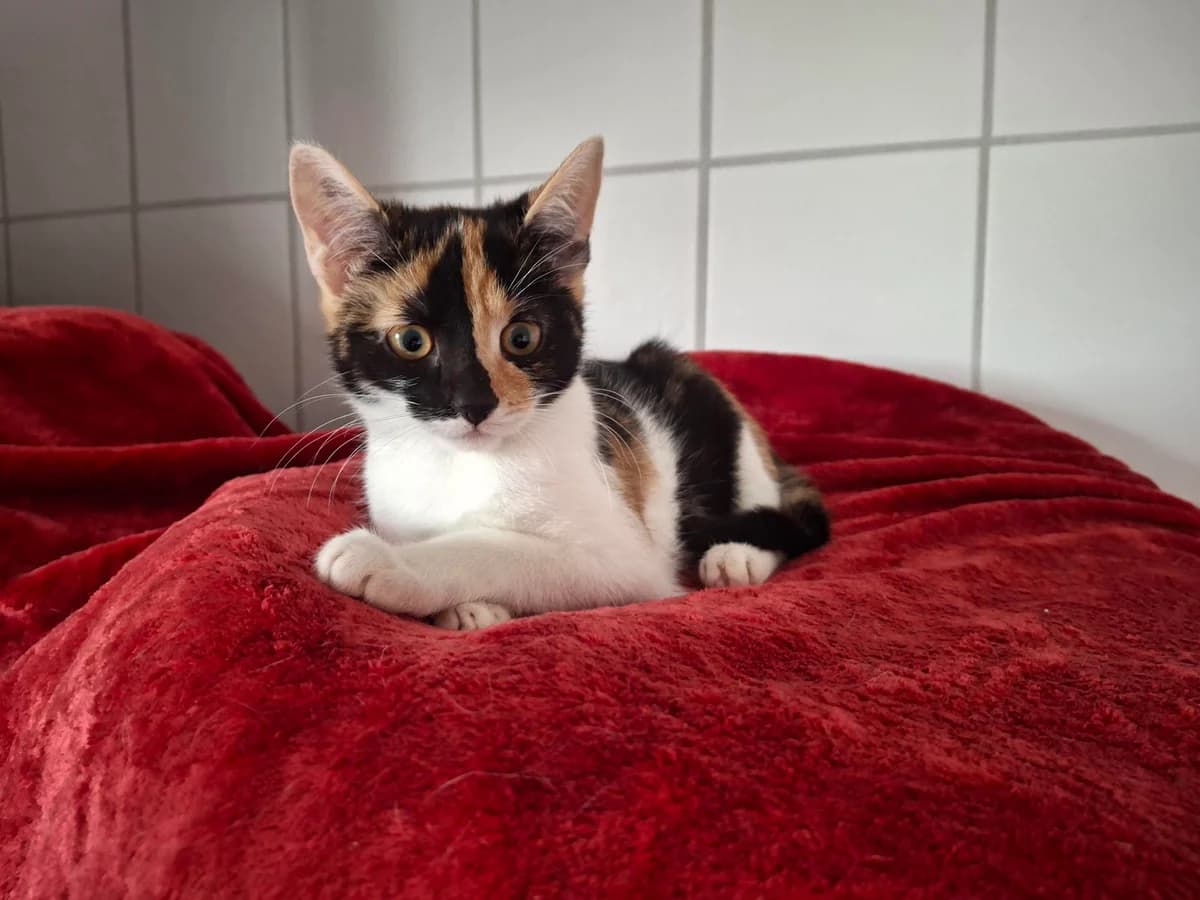 Unsere Vanessa, female puppy European Shorthair for adoption at Tierheim Wipperfürth, Wipperfürth