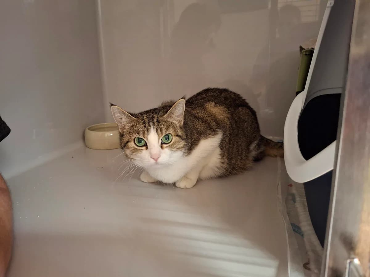 Unsere Wendy, female senior European Shorthair for adoption at Tierheim Wipperfürth, Wipperfürth