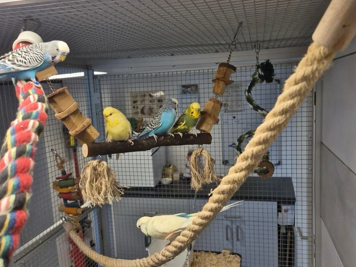 Wellensittiche, 5yo mixed breed for adoption at Tierheim Wipperfürth, Wipperfürth