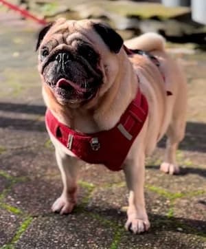 Alicia, female 7yo Pug for adoption at Tierheim Witten, Witten