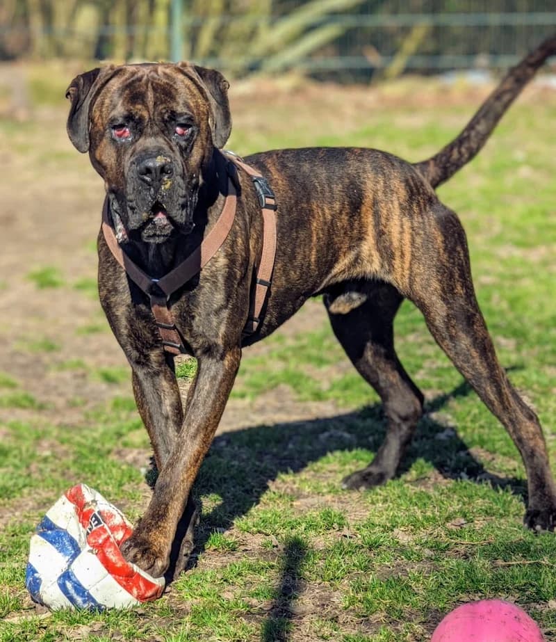 Amigo, male 5yo Cane Corso for adoption at Tierheim Witten, Witten