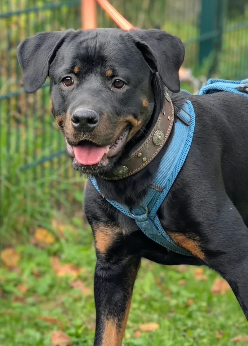 Aria, female young Rottweiler for adoption at Tierheim Witten, Witten