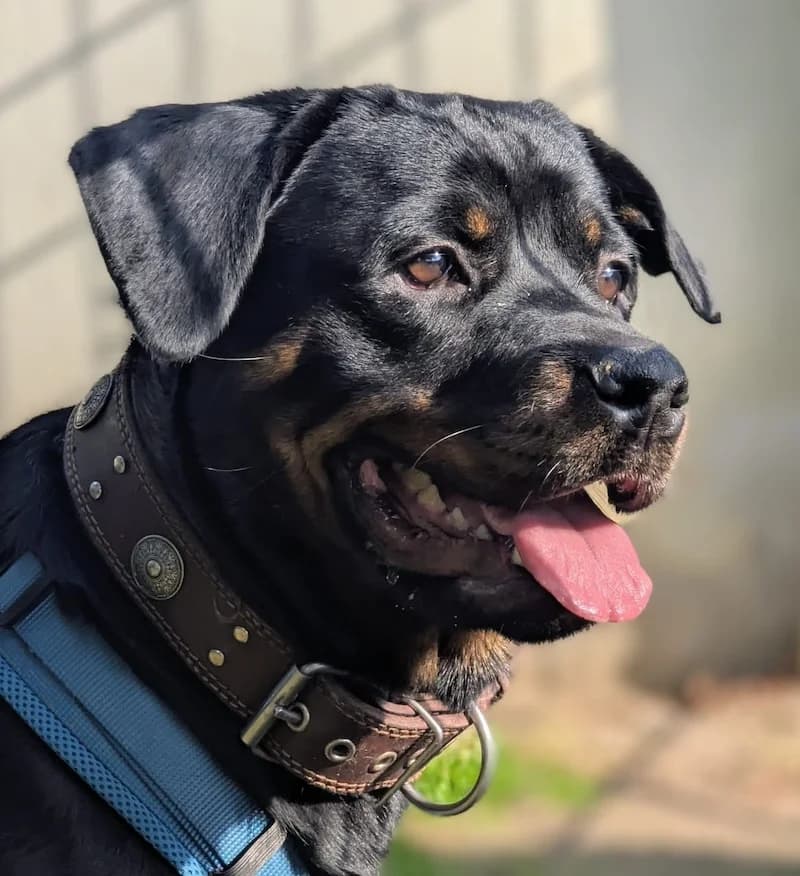 Aria, female young Rottweiler for adoption at Tierheim Witten, Witten