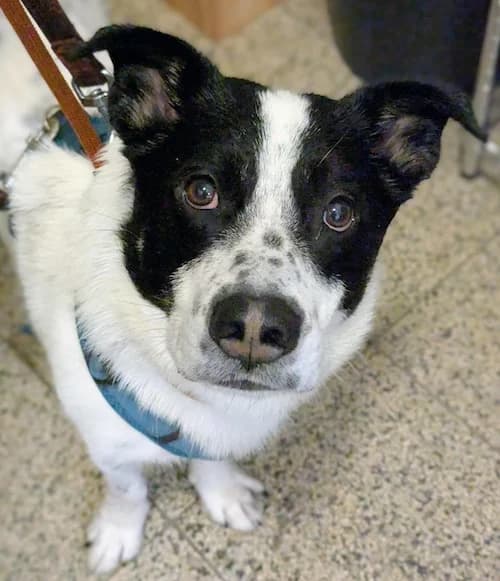 Baldur, male Mixed Breed for adoption at Tierheim Witten, Witten
