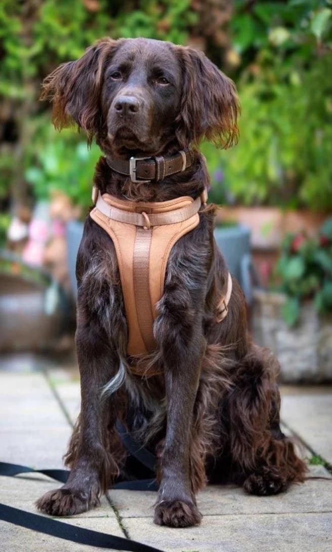 Benno, male mixed breed for adoption at Tierheim Witten, Witten