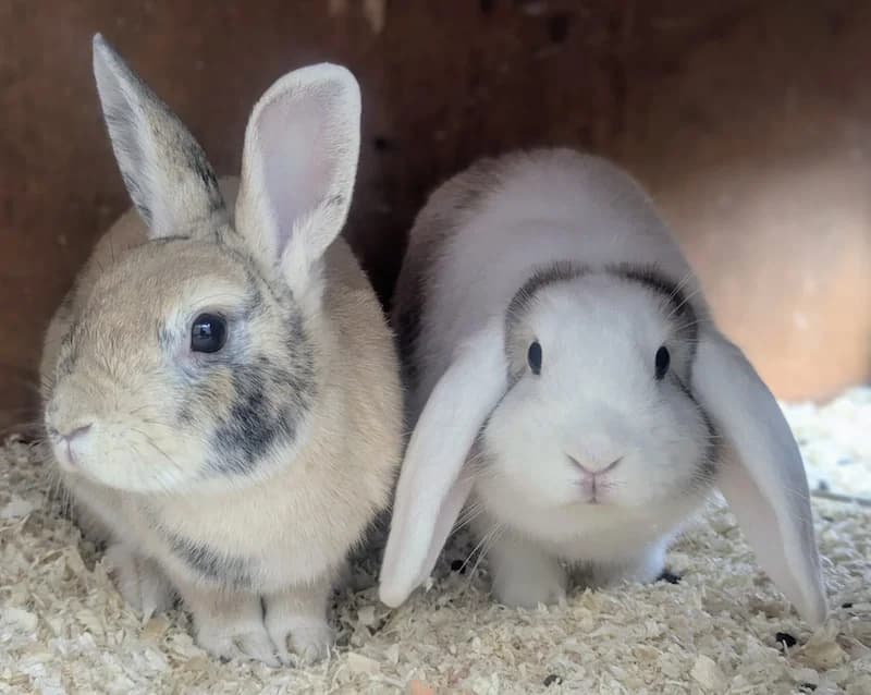 Bernd und Wilma, male mixed breed for adoption at Tierheim Witten, Witten