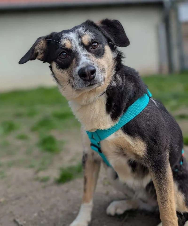 Biene, female Mixed Breed for adoption at Tierheim Witten, Witten